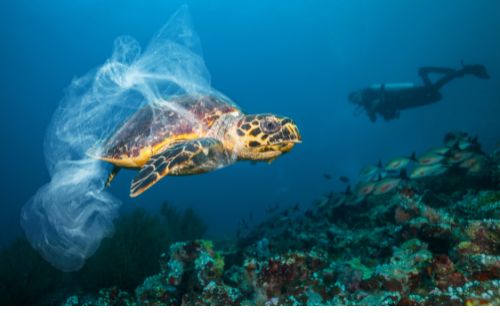 Images pour articles 3 (3)